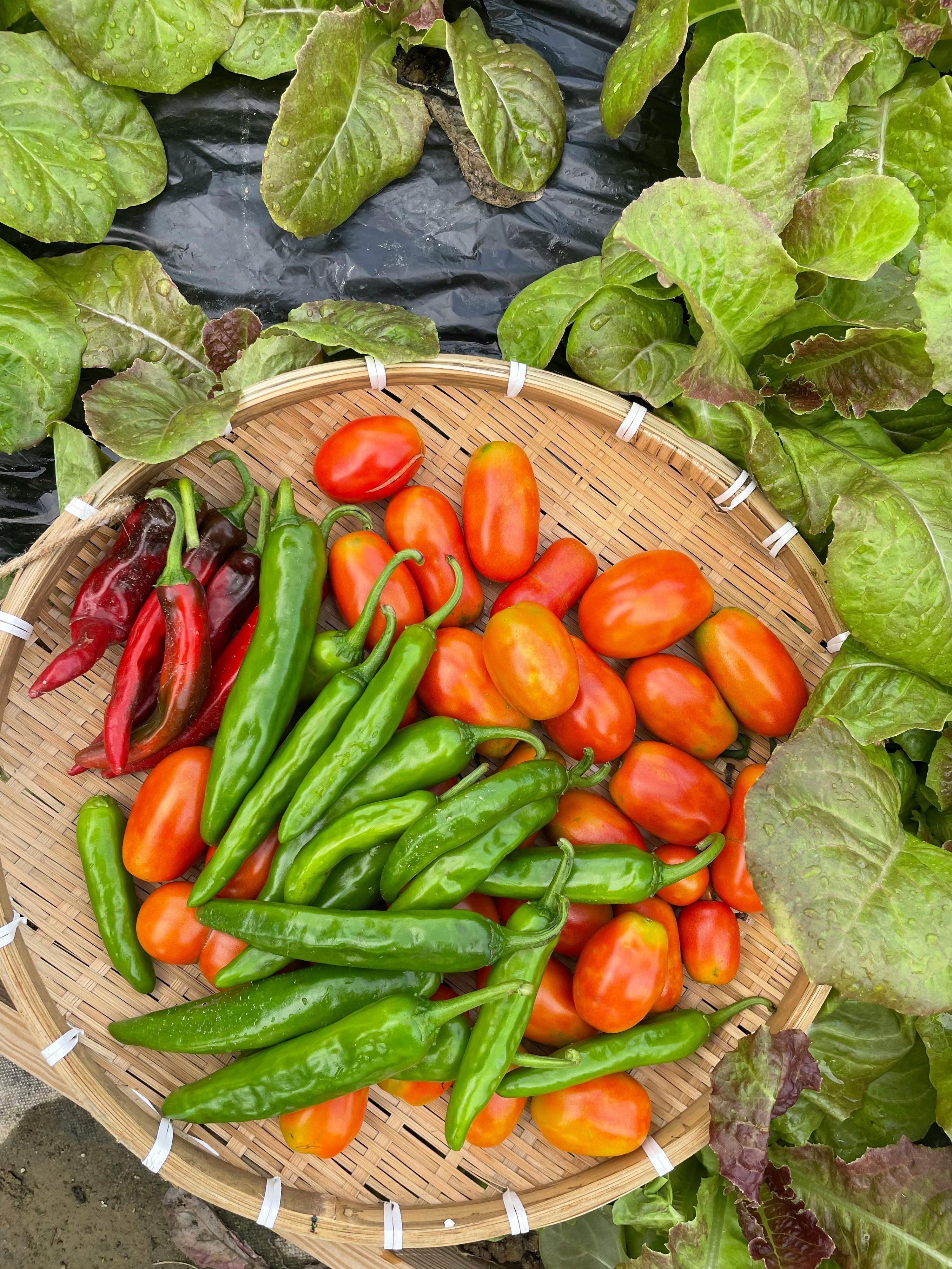 5 Summer Vegetables You Can Start Growing Today