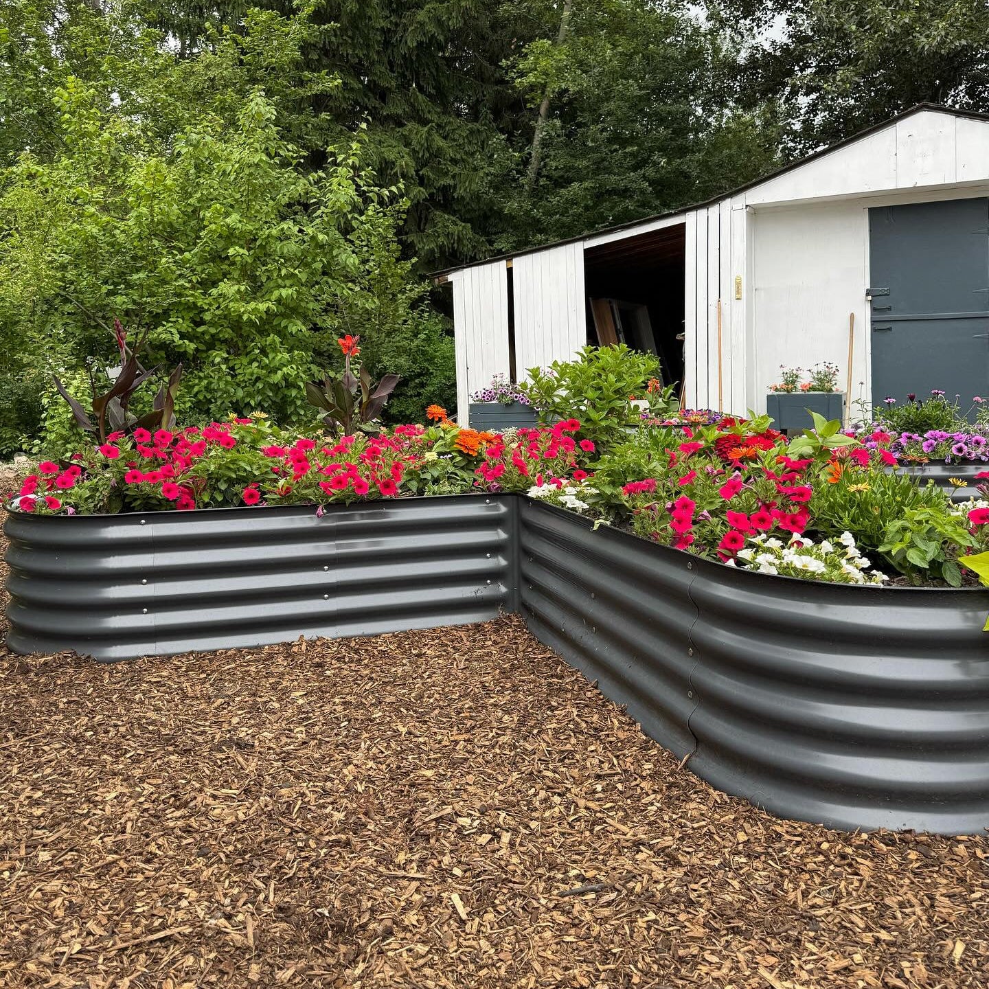 Two metal raised garden beds with flowers in front of a white shed.