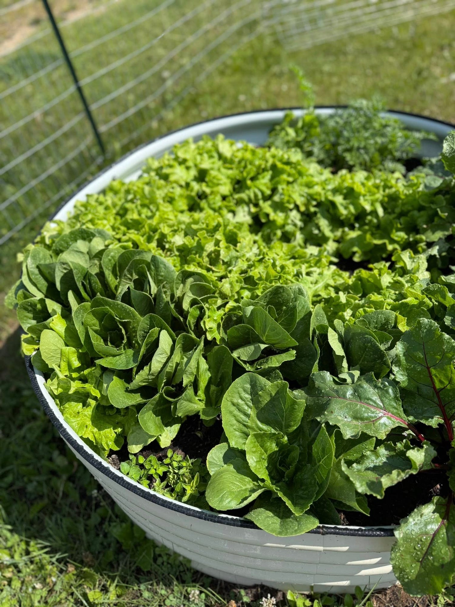 From Backyard to Table: How to Start Your First Home Garden