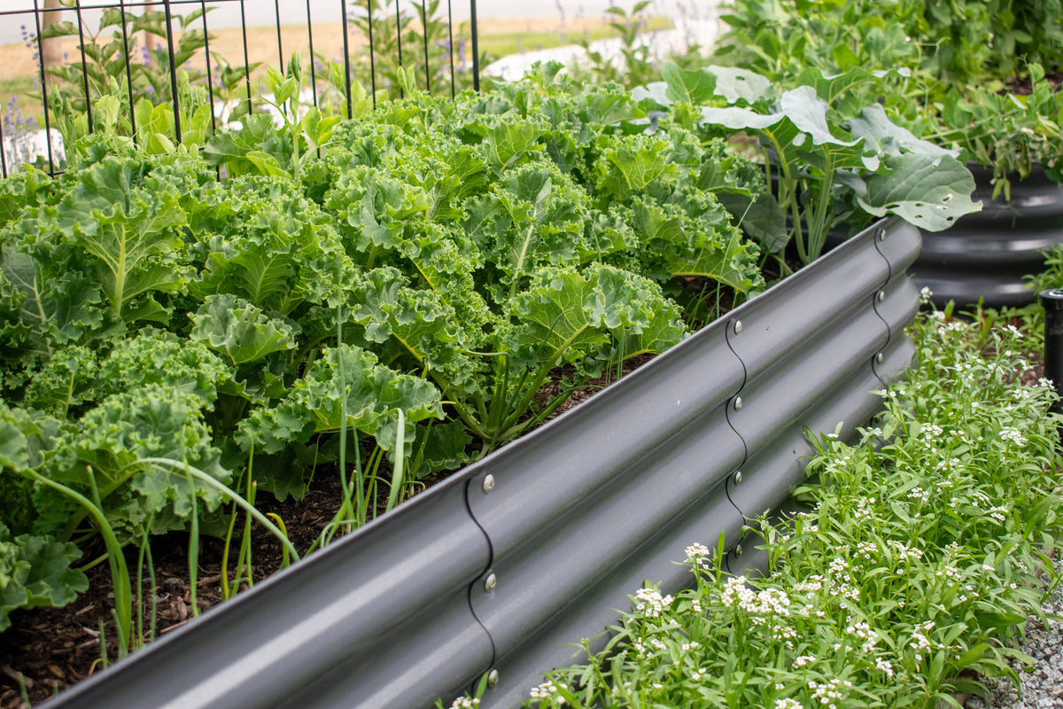 What to plant in august in BC a late summer gardening guide.