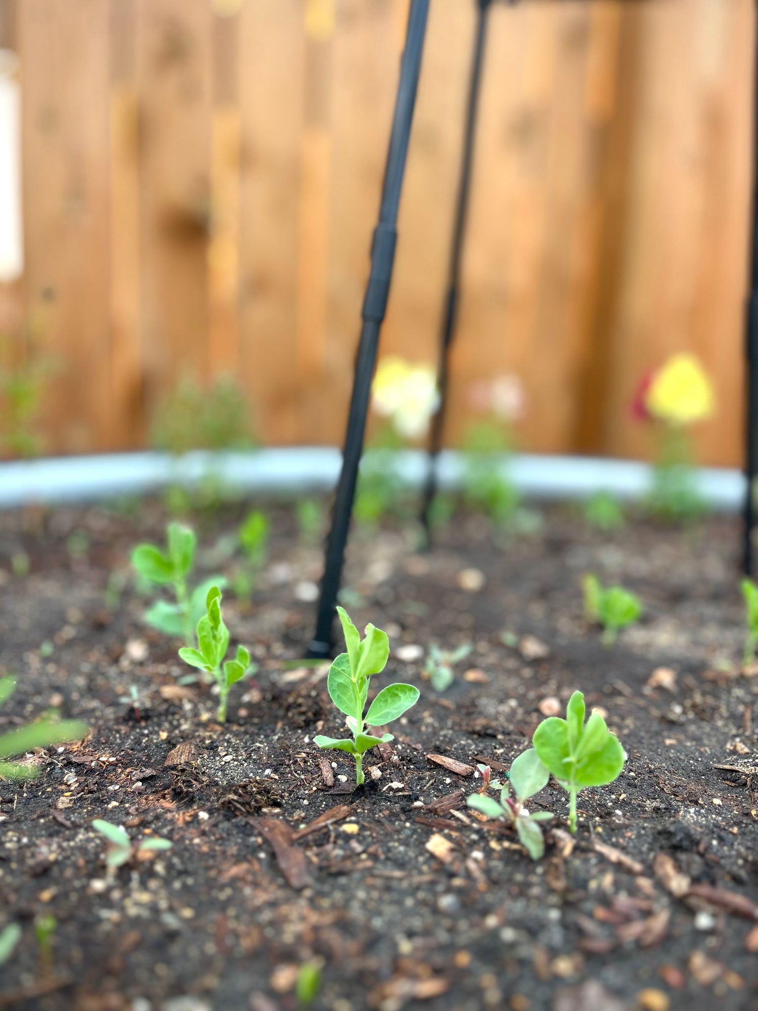 Is Your Garden Ready for Spring? 5 Things to Do Before Planting Season