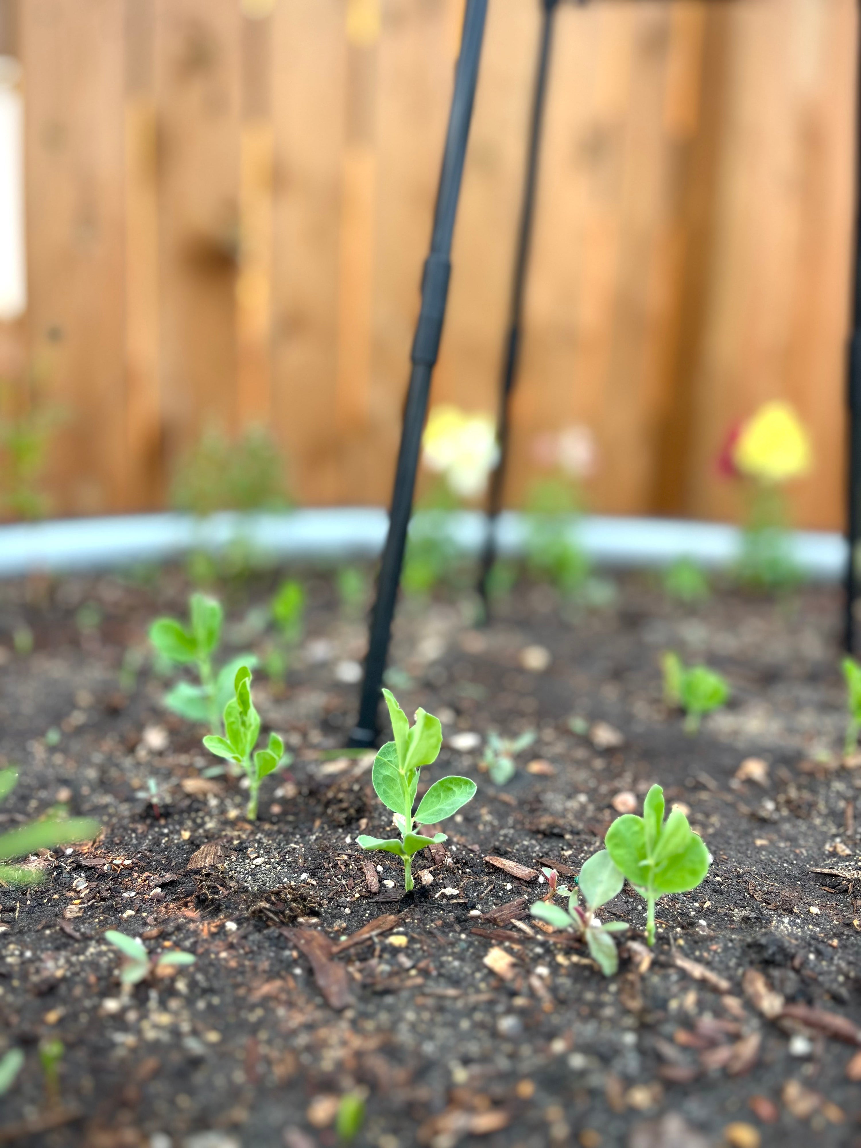 Is Your Garden Ready for Spring? 5 Things to Do Before Planting Season