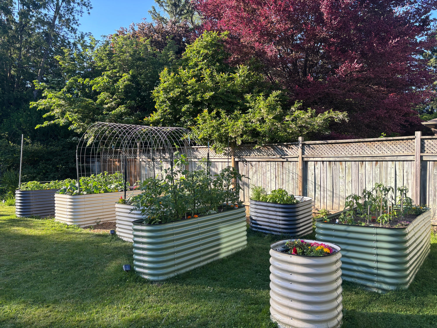 What Thriving Canadian Gardens Have in Common This June