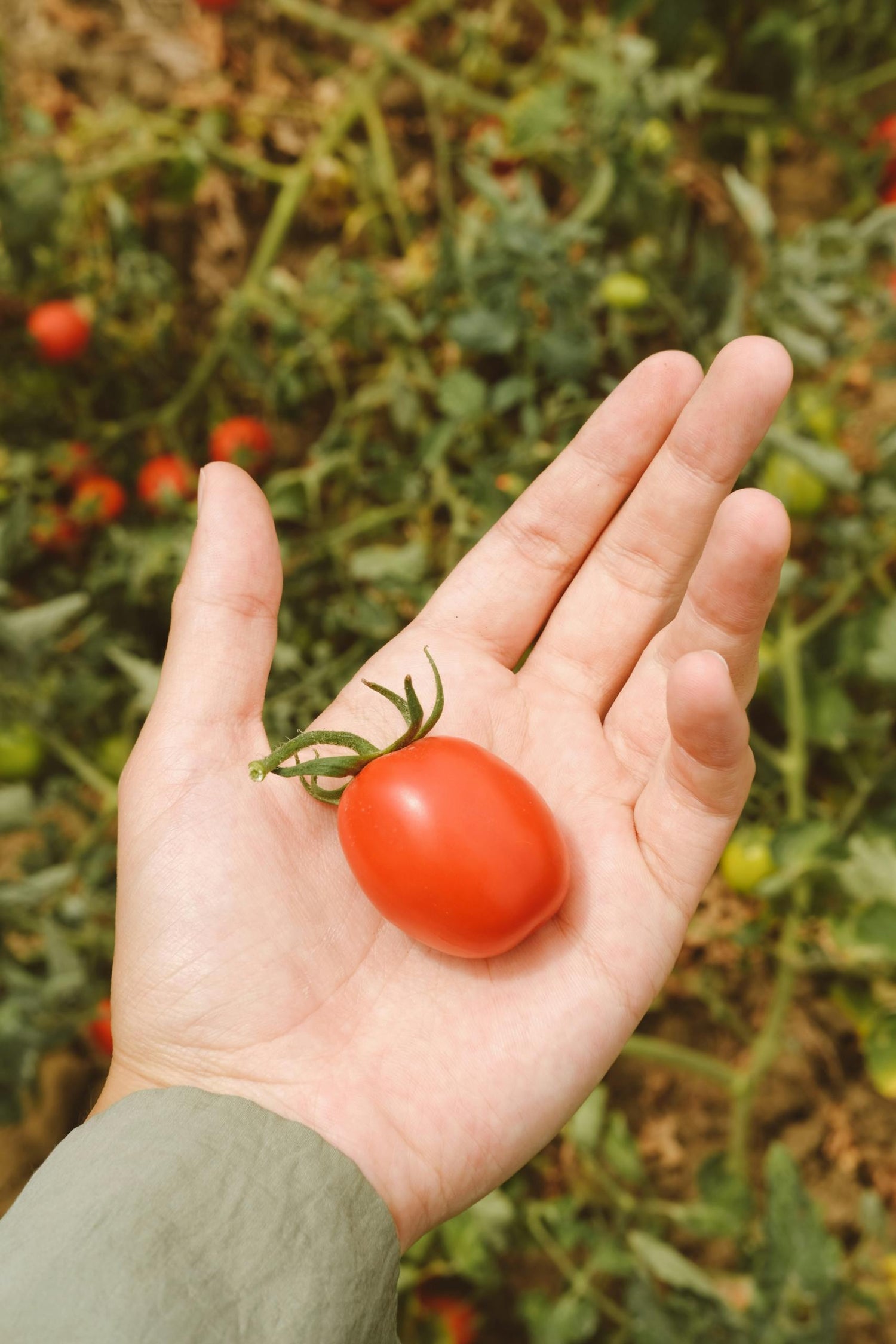 Beginner’s Guide to Seed Saving: How to Harvest and Store Seeds from Your Summer Garden