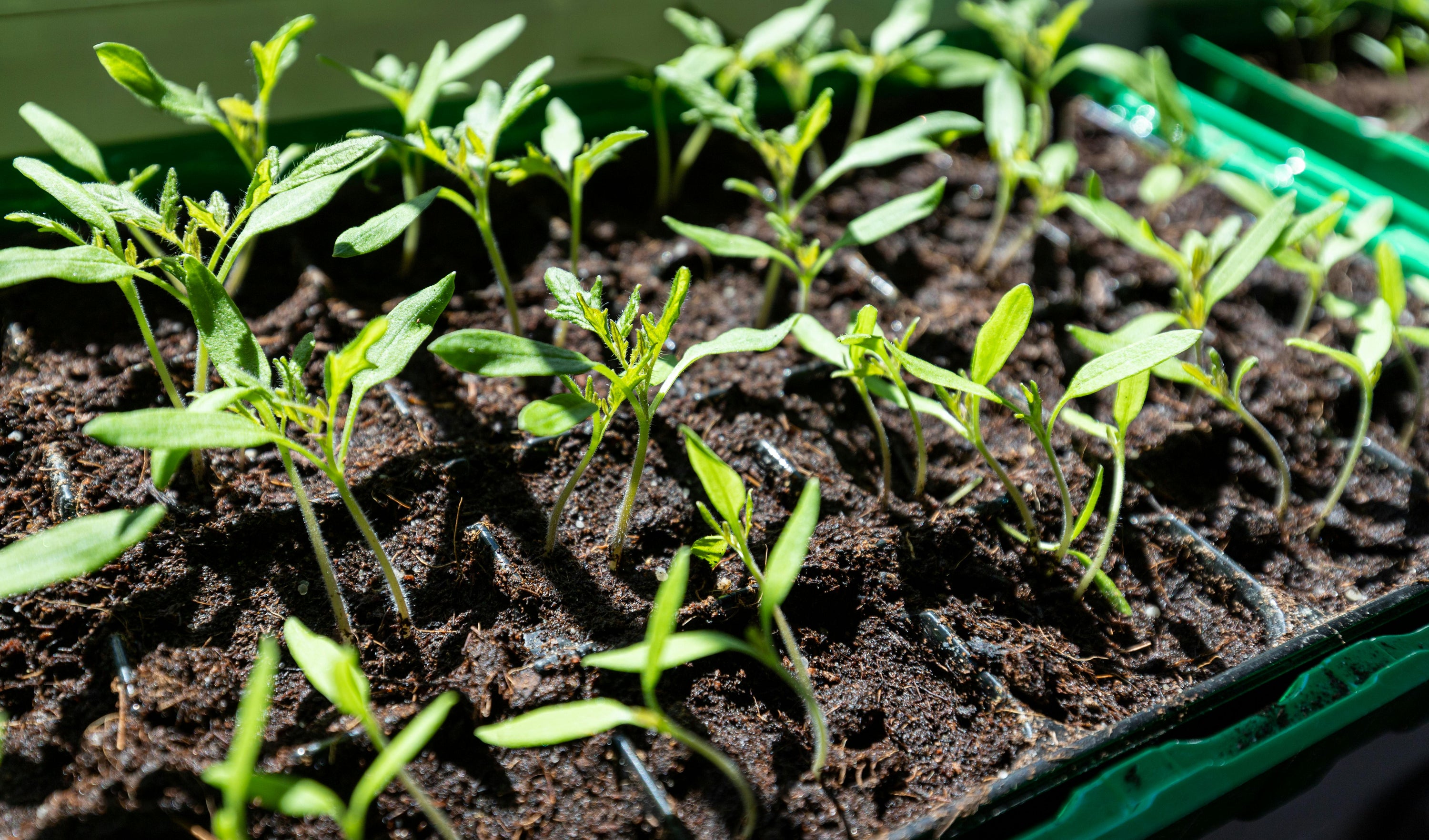 What You Can Start Growing Indoors in January