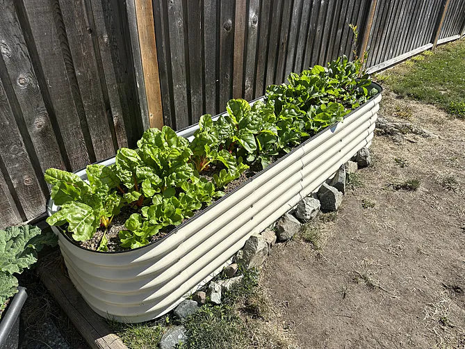 Adam Z. garden