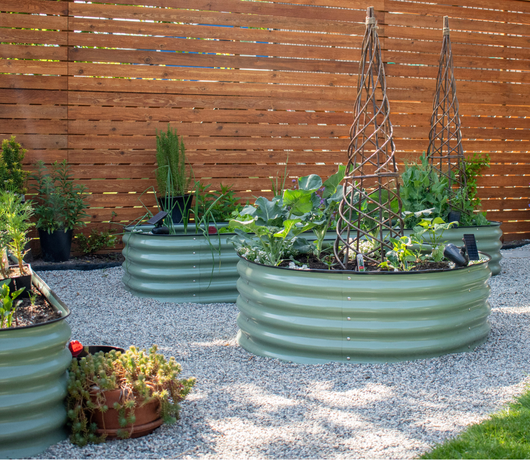 Vegetable garden with raised beds against a wooden fence