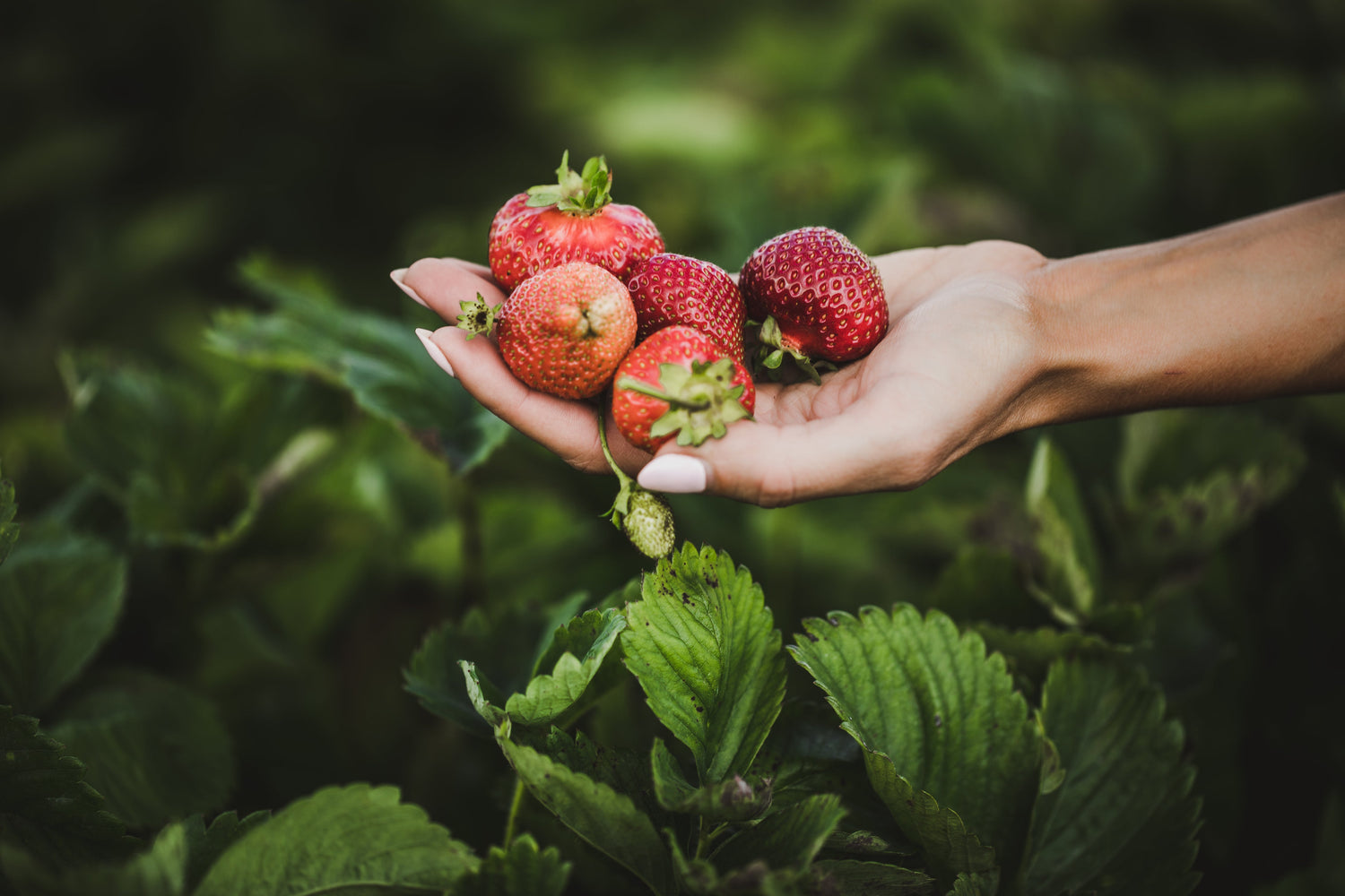 Sustainable home gardening